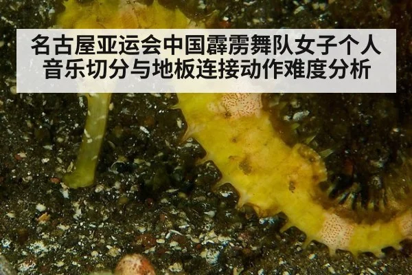 名古屋亚运会中国霹雳舞队女子个人音乐切分与地板连接动作难度分析